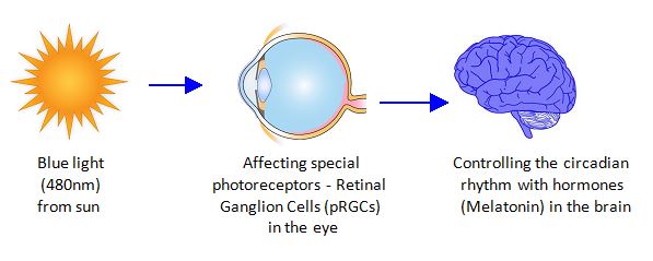 The effect of light on human well-being - Kanlux